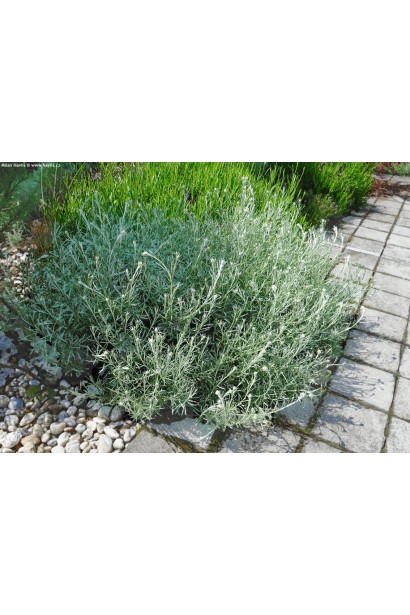 Цмин піщаний Талл Керрі компактний кущ